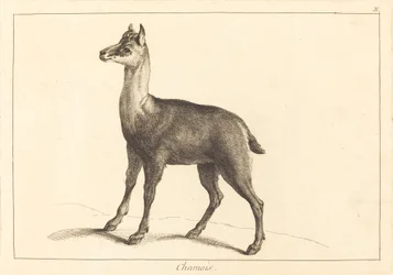 Gamuza