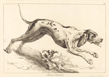 Perro corriendo