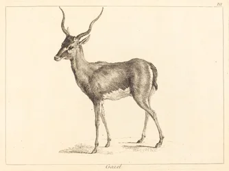 Gacela