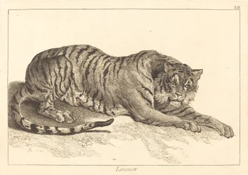 Leopardo (Leopard o Tigre)