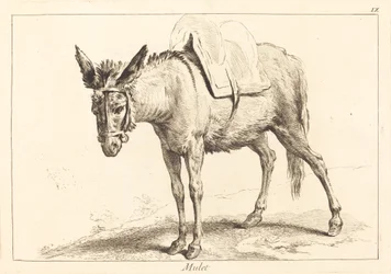 Mula o burro ensillado