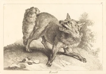 Zorro