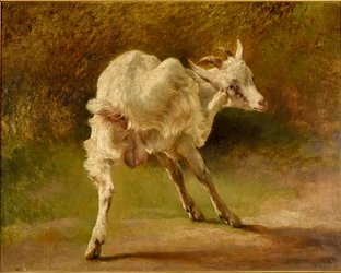 Cabra blanca rascándose la cabeza