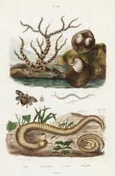 Coral bambú, almeja corazón de buey y planthoppers.
