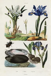 Iris, mejillón y escarabajo.