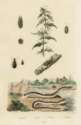 La lamprea de mar y los escarabajos.