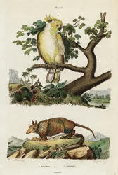 Cacatúa de cresta amarilla y armadillo