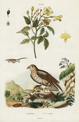 Jazmín amarillo y águila culebrera.