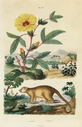Kinkajou y Roselle.