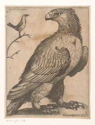 Águila Aquila de Corona (título sobre objeto) Nine Birds (título de la serie)