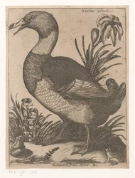 un re Anatra Saluatica (título sobre objeto) Nine Birds (título de la serie)