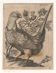 Faisán Fagiano (título sobre objeto) Nine Birds (título de la serie)