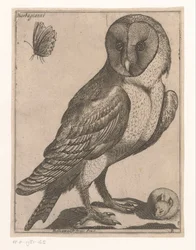 lechuza Barbagianni (título sobre objeto) Nine Birds (título de la serie)