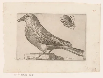 Estornino (Sturnus vulgaris) Storno (título sobre el objeto) Pájaros (título de la serie)