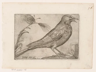 Estornino (Sturnus vulgaris) Storno (título sobre el objeto) Pájaros (título de la serie)