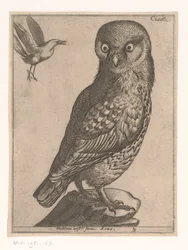 pequeño buho Civetta (título sobre el objeto) Nine Birds (título de la serie)