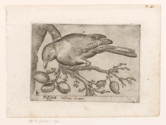 Vogel Poli gola (título sobre objeto) Vogels (título de la serie)