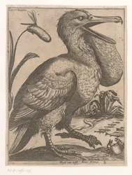 AVE acuática Sacco Marino (título sobre objeto) Nine Birds (título de la serie)