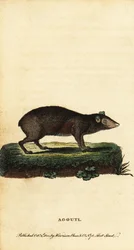 Agouti, especie Dasyprocta. ,1800 (grabado)