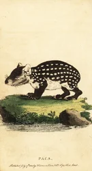 Paca de las tierras bajas o paca manchada, Cuniculus paca.,1800 (grabado)