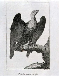 Águila de Pondicherry, de 