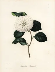 Variedad de Camellia japonica, Camellia bonardii o Camellia bonnardii