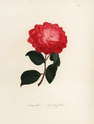 Variedad de Camellia japonica, Camellia myrthyfolia