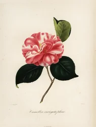 Variedad de camelia japonesa, Camellia variegata plena