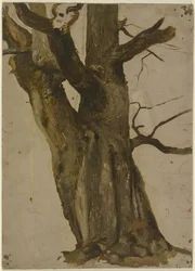 Árbol hueco
