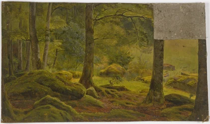 En el interior de un bosque