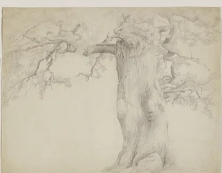 Árbol viejo