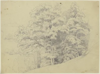 Rincón de bosque en una ladera