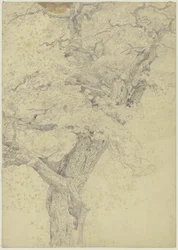 Árbol