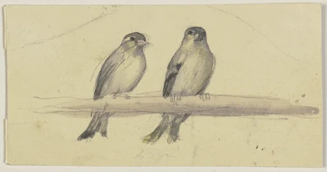 Dos pájaros en una percha