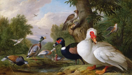 Variedad de Patos junto a una Piscina
