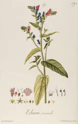 Echium: Orientale de "Icones Plantarum", c.1763 (grabado)