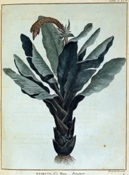 Banana - en "Viaje a Nubia y Abisinia realizado para descubrir las fuentes del Nilo durante los años 1768 a 1772", por James Bruce, vol. 1, París