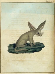 Fennec - en “Viaje a Nubia y Abisinia realizado para descubrir las fuentes del Nilo durante los años 1768 a 1772”, por James Bruce, vol. 1, París