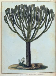 Kol-quall (Kol quall), euforbia (cactus) - en "Journey to Nubia and Abyssinia undertaken to discover the sources of the Nile during the years 1768 to 1772", por James Bruce, vol. 1, París