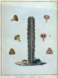 Kol-quall (Kol quall), euforbia (cactus) - en “Viaje a Nubia y Abisinia realizado para descubrir las fuentes del Nilo durante los años 1768 a 1772”, por James Bruce, vol. 1, París