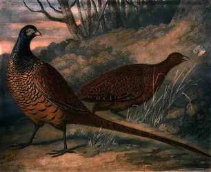 Faisanes, placa 2 de British Feather Game, grabado por Charles Turner (1773-1857), pub. por R. Ackermann, c.1810