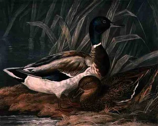 Patos Salvajes, lámina 5 de British Feather Game, grabado por Charles Turner, pub. por R. Ackermann, c.1810