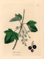 Árbol de grosella negra, Ribes nigrum, de una ilustración botánica de James Sowerby de "Medical Botany" de William Woodville y Sir William Jackson Hooker, 1832 (grabado en placa de cobre coloreada a mano)
