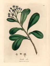 Canella de flores azules y hojas de laurel, Canella alba, Canella winterana, de una ilustración botánica de James Sowerby de William Woodville y "Medical Botany" de Sir William Jackson Hooker 1832 (grabado en placa de cobre coloreada a mano)