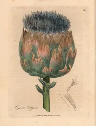 Alcachofa de flores azules y moradas, Cynara scolymus, de una ilustración botánica de James Sowerby de "Medical Botany" de William Woodville y Sir William Jackson Hooker, 1832 (grabado en placa de cobre coloreada a mano)