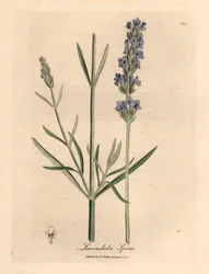Lavanda de flores azules, Lavandula spica, de una ilustración botánica de James Sowerby de "Medical Botany" de William Woodville y Sir William Jackson Hooker, 1832 (grabado en placa de cobre coloreada a mano)