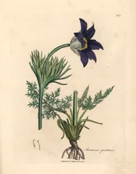 Anémona de pradera de flores azules o flor de pasque, Anemone pratensis, de una ilustración botánica de James Sowerby de William Woodville y "Medical Botany" de Sir William Jackson Hooker 1832 (grabado en placa de cobre coloreada a mano)
