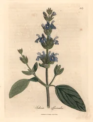 Salvia de flores azules, Salvia officinalis, de una ilustración botánica de James Sowerby de "Medical Botany" de William Woodville y Sir William Jackson Hooker, 1832 (grabado en placa de cobre coloreada a mano)