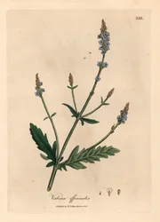 Verbena de flores azules, Verbena officinalis, de una ilustración botánica de James Sowerby de William Woodville y "Medical Botany" de Sir William Jackson Hooker, 1832 (grabado en placa de cobre coloreada a mano)
