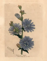 Succory o achicoria silvestre de flores azules, Cichorium intybus, de una ilustración botánica de James Sowerby de William Woodville y "Medical Botany" de Sir William Jackson Hooker 1832 (grabado en placa de cobre coloreada a mano)